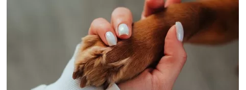 Chien et chat : reconnaitre et soulager l’eczéma et le psoriasis