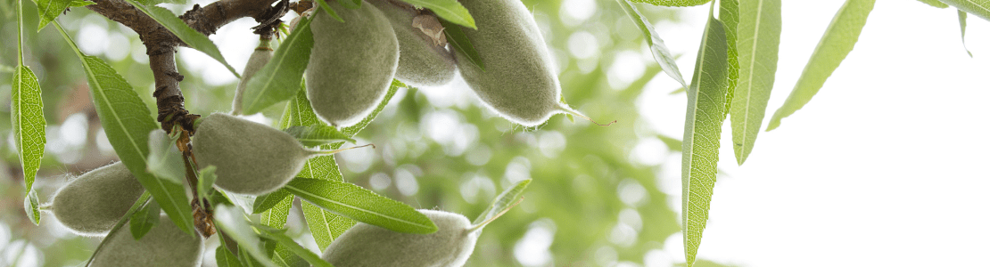 Pourquoi les amandes sont bonnes pour la santé ?