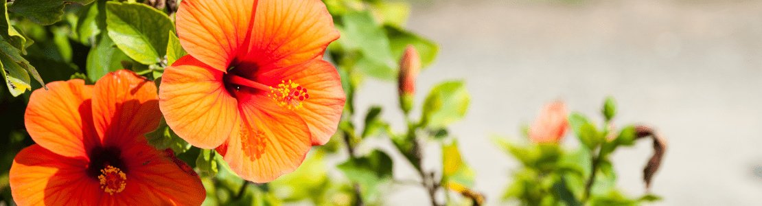 L'Hibiscus bienfaits et vertues 