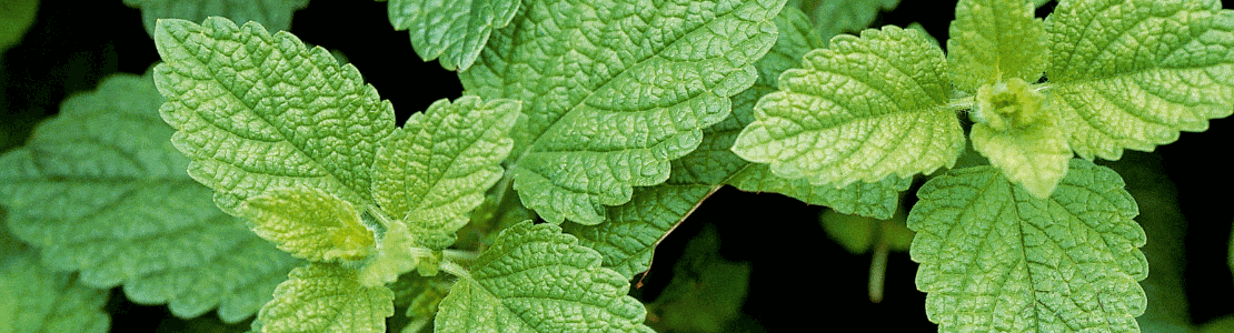 Quels sont les bienfaits des plantes ?