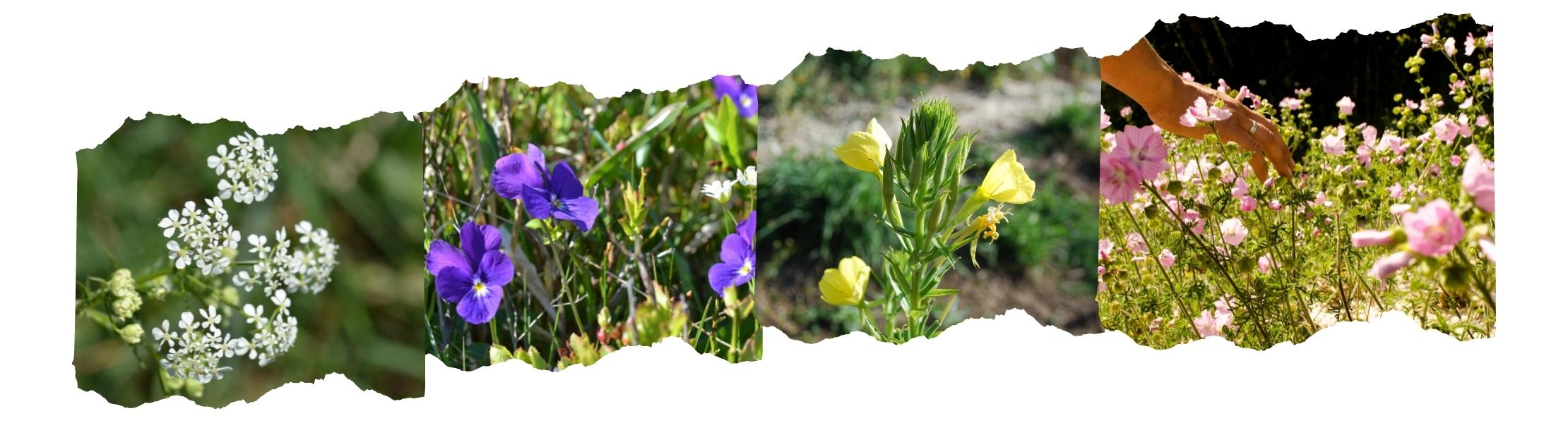 Plantes Chazette
