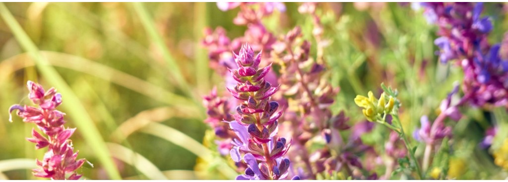 Naturopathie