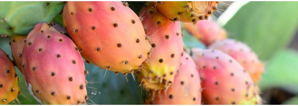 Naturopathie